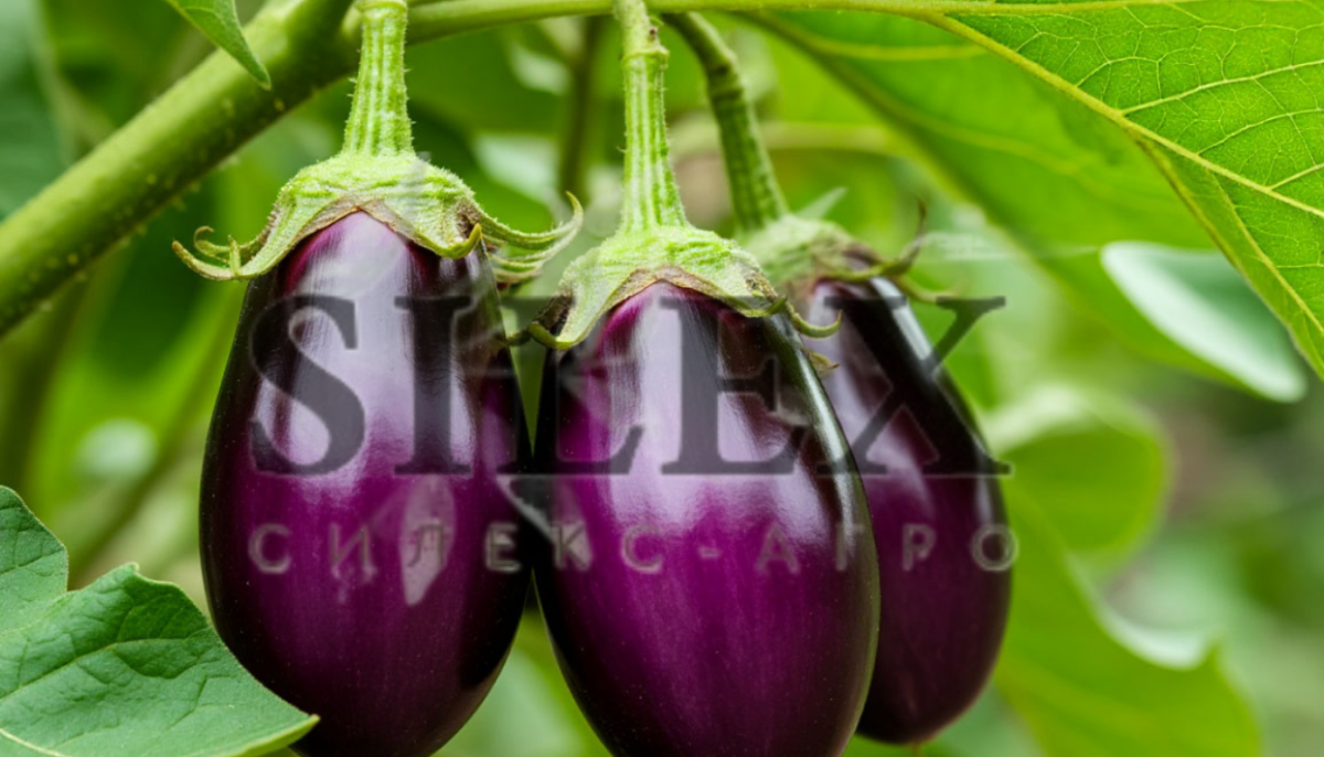 biostimulyatory-dlya-rastenij